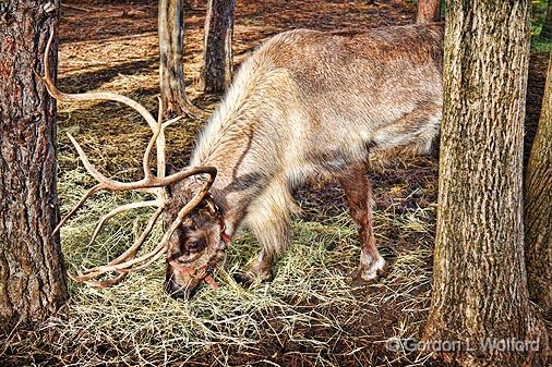 Reindeer Lunch_19892.jpg - Siberian Reindeer (Rangifer tarandus sibericus) photographed near Smiths Falls, Ontario, Canada.